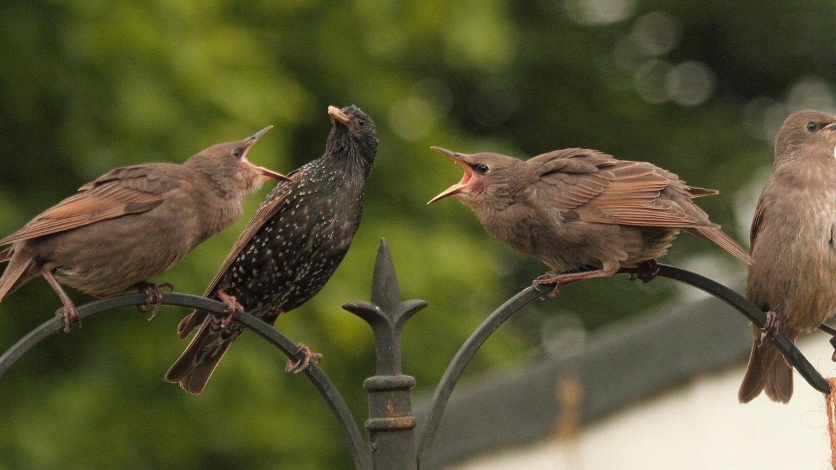 Скворец и Соловей