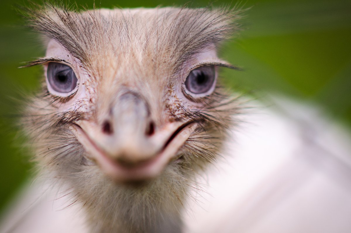 Милый страус