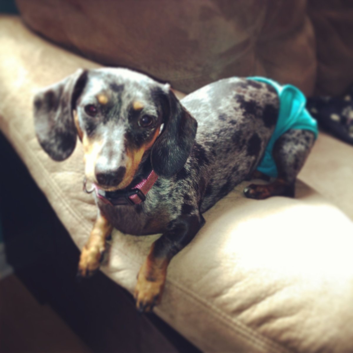 Dachshund Blue Dapple