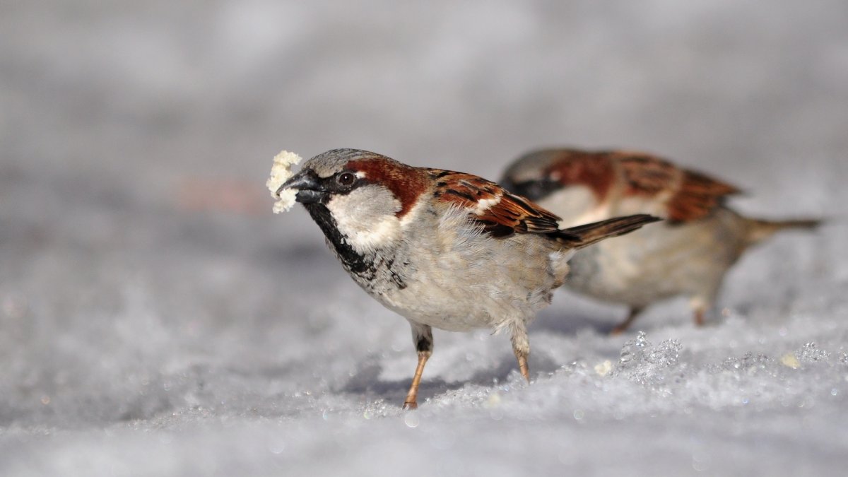 Воробьи весной