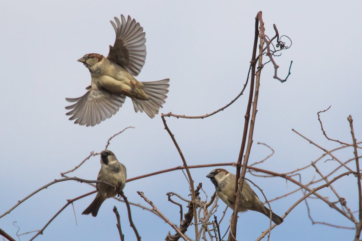 Воробей Перелетная птица