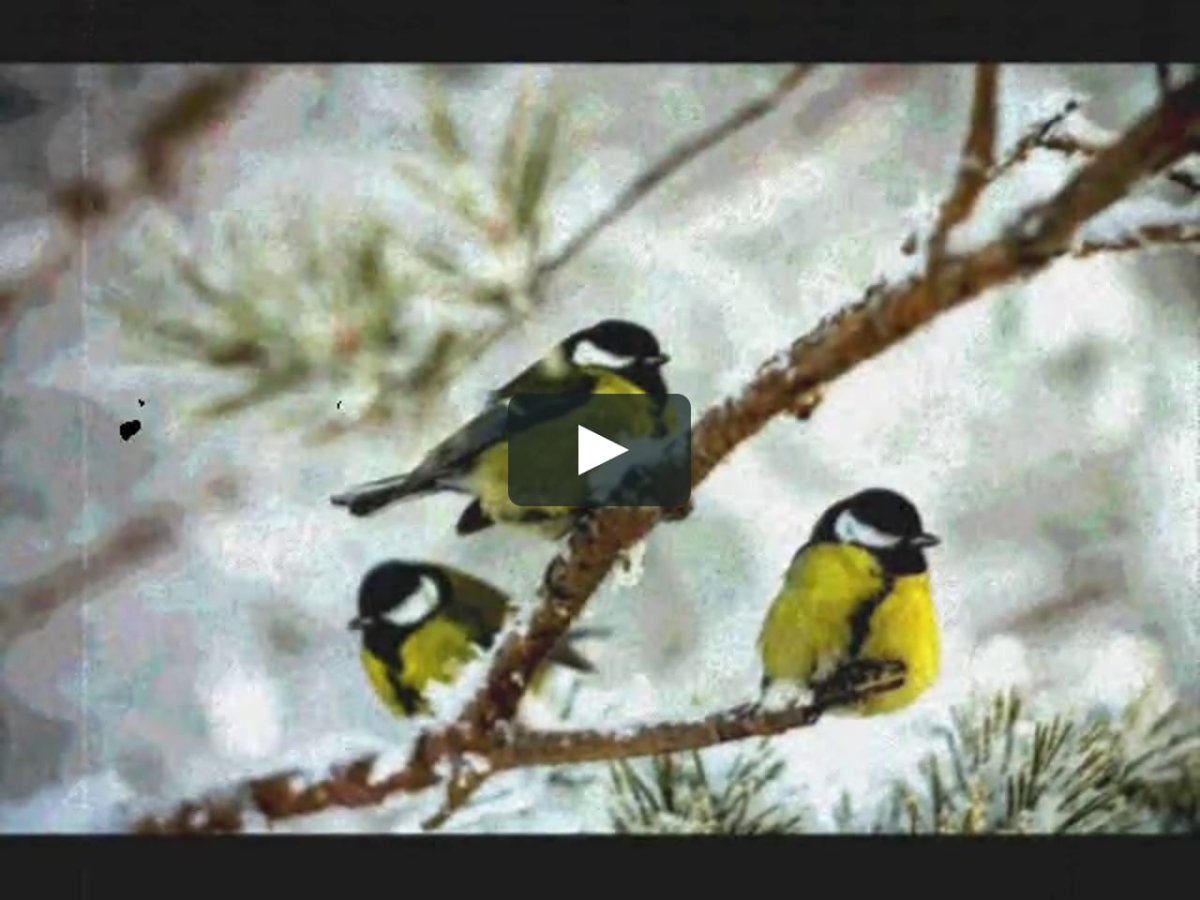 Синички зимой в саду