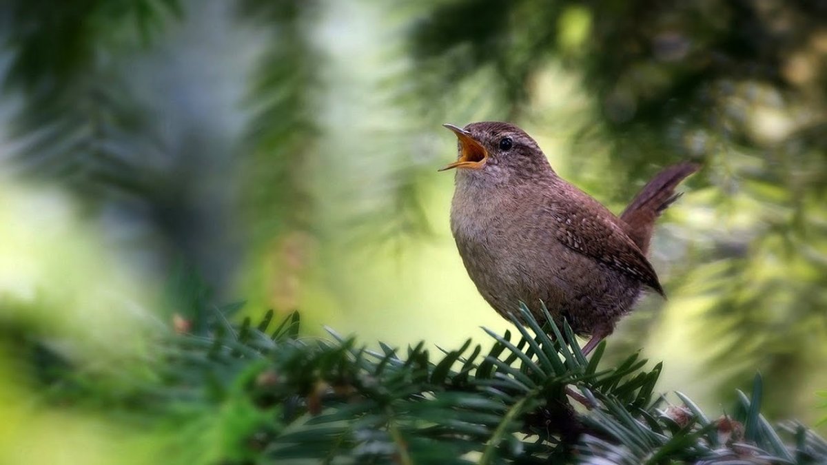 Пичужка поёт