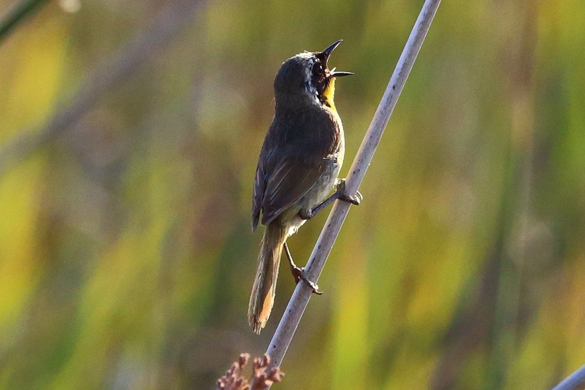 Птицы поют на рассвете