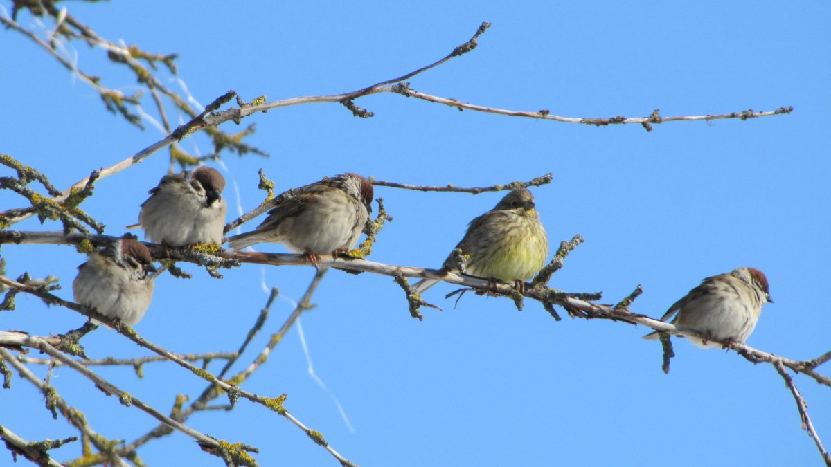 Первые весенние птицы