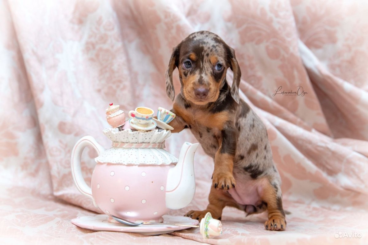 Кофейно мраморная такса