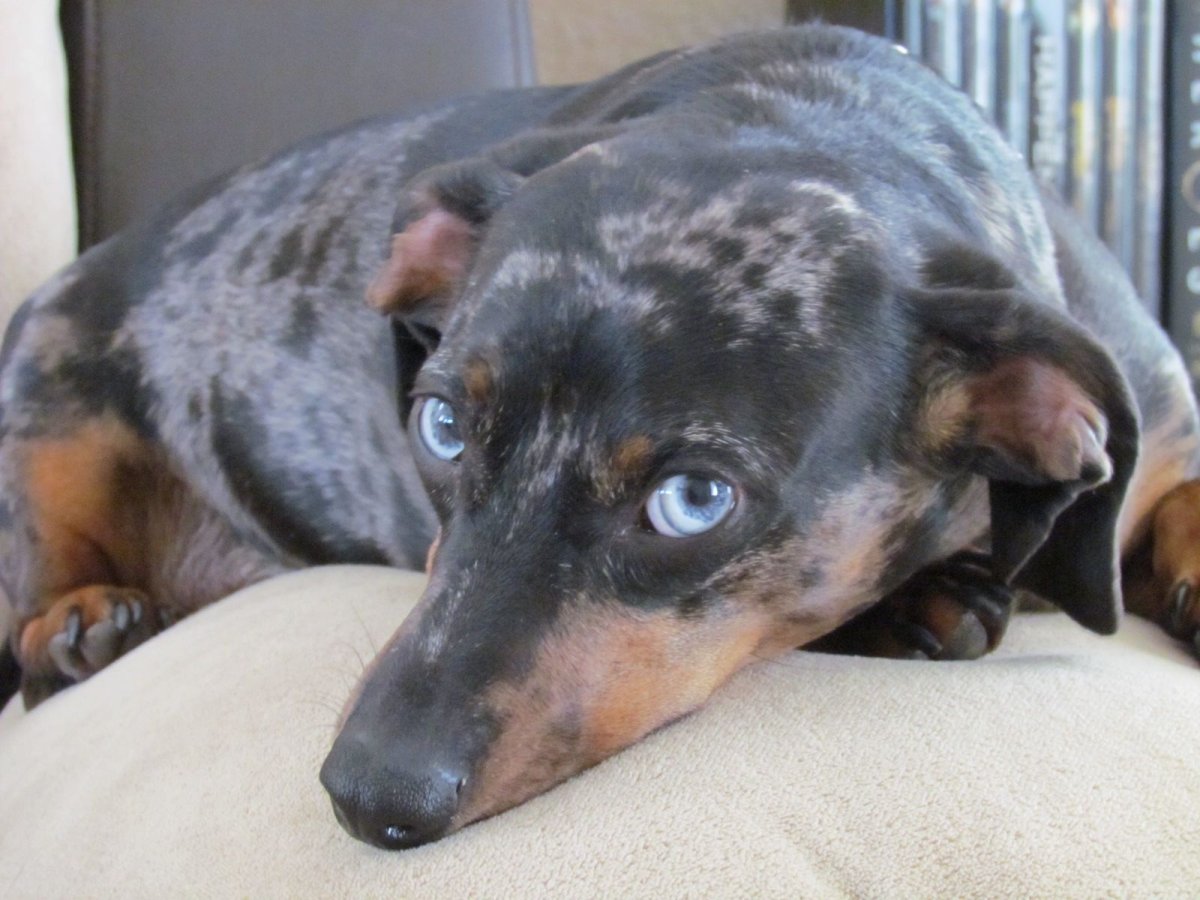 Сиамская такса