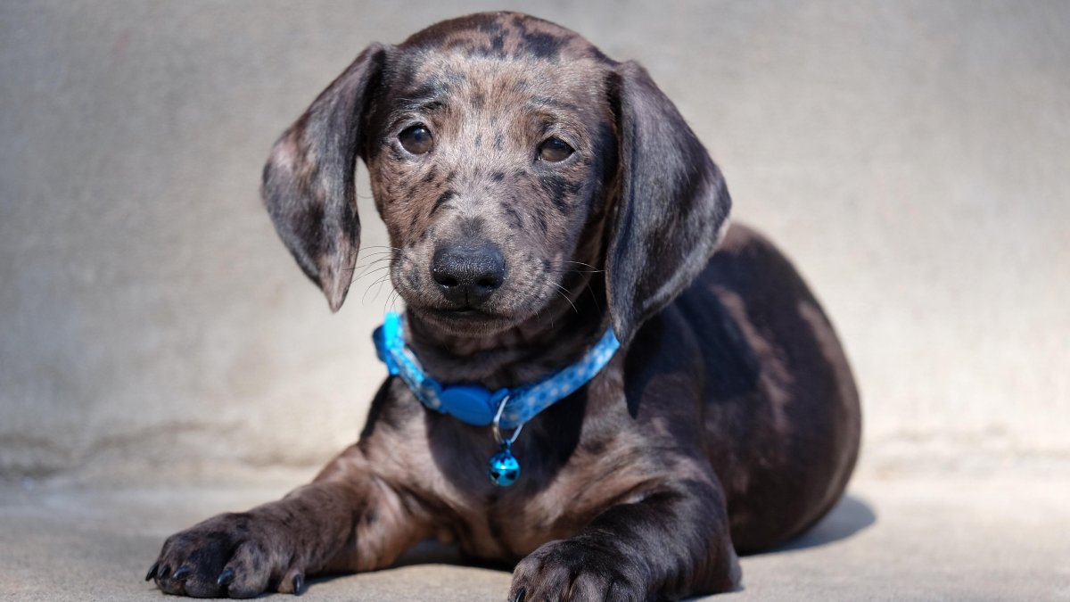 Такса в пятнышко