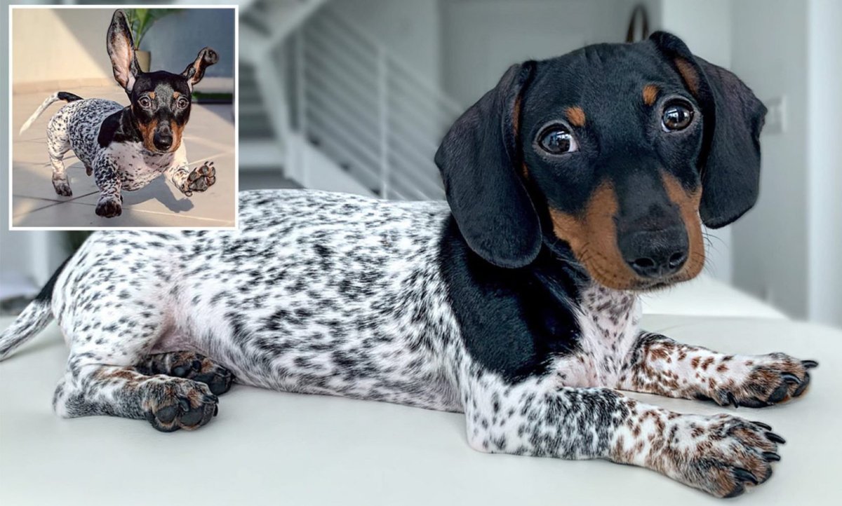 Пегая такса