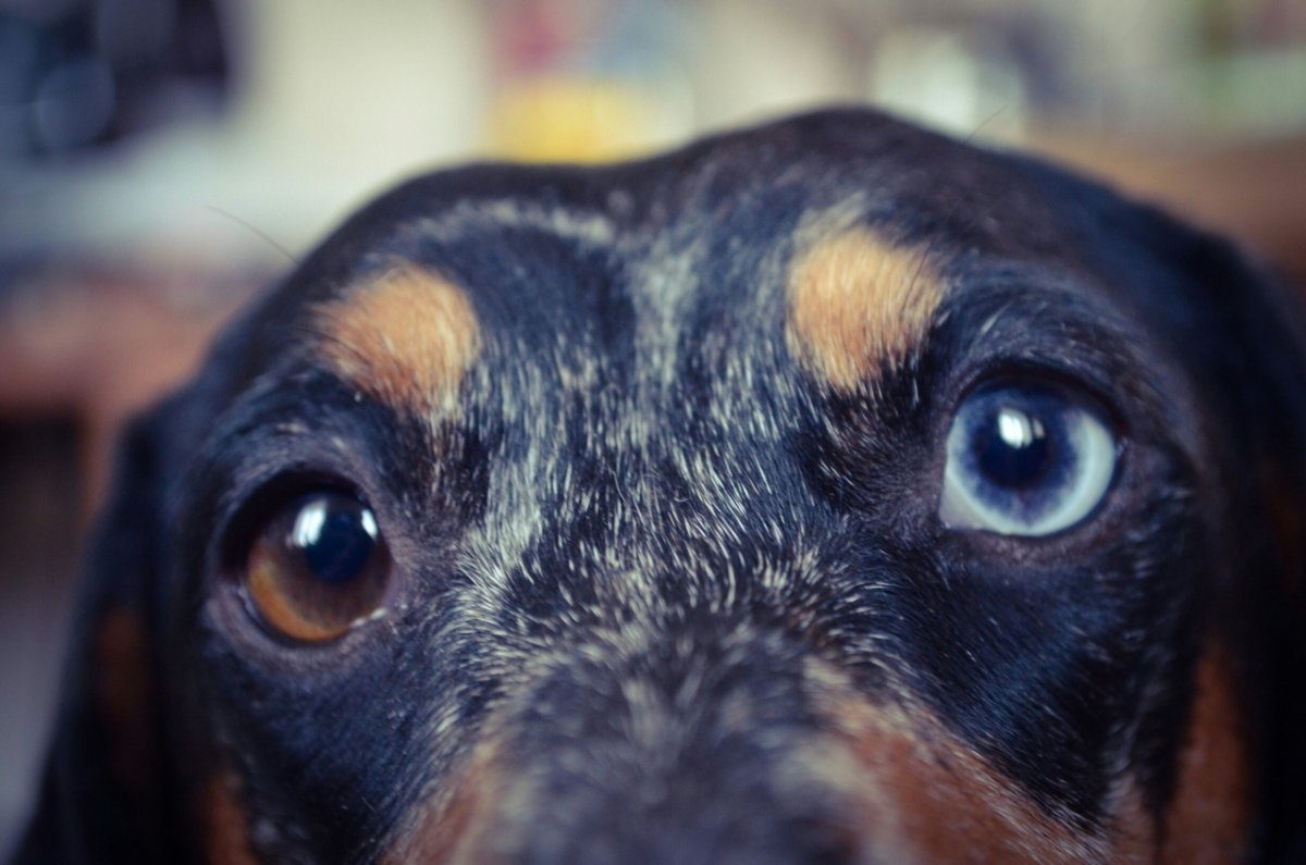 Мраморная такса с гетерохромией