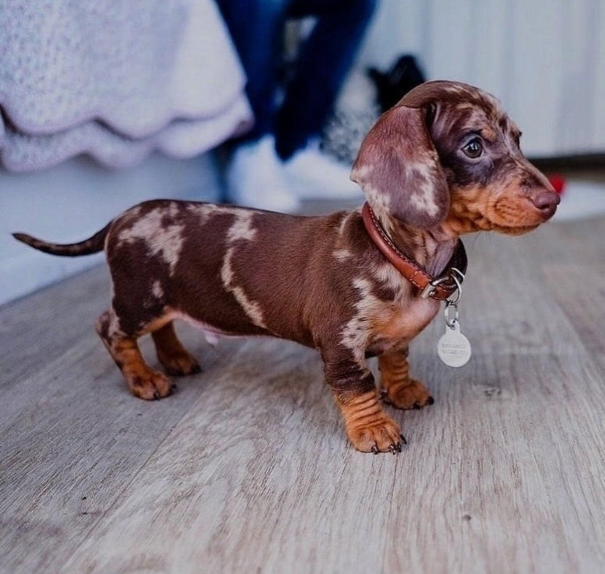 Кроличья такса мраморная