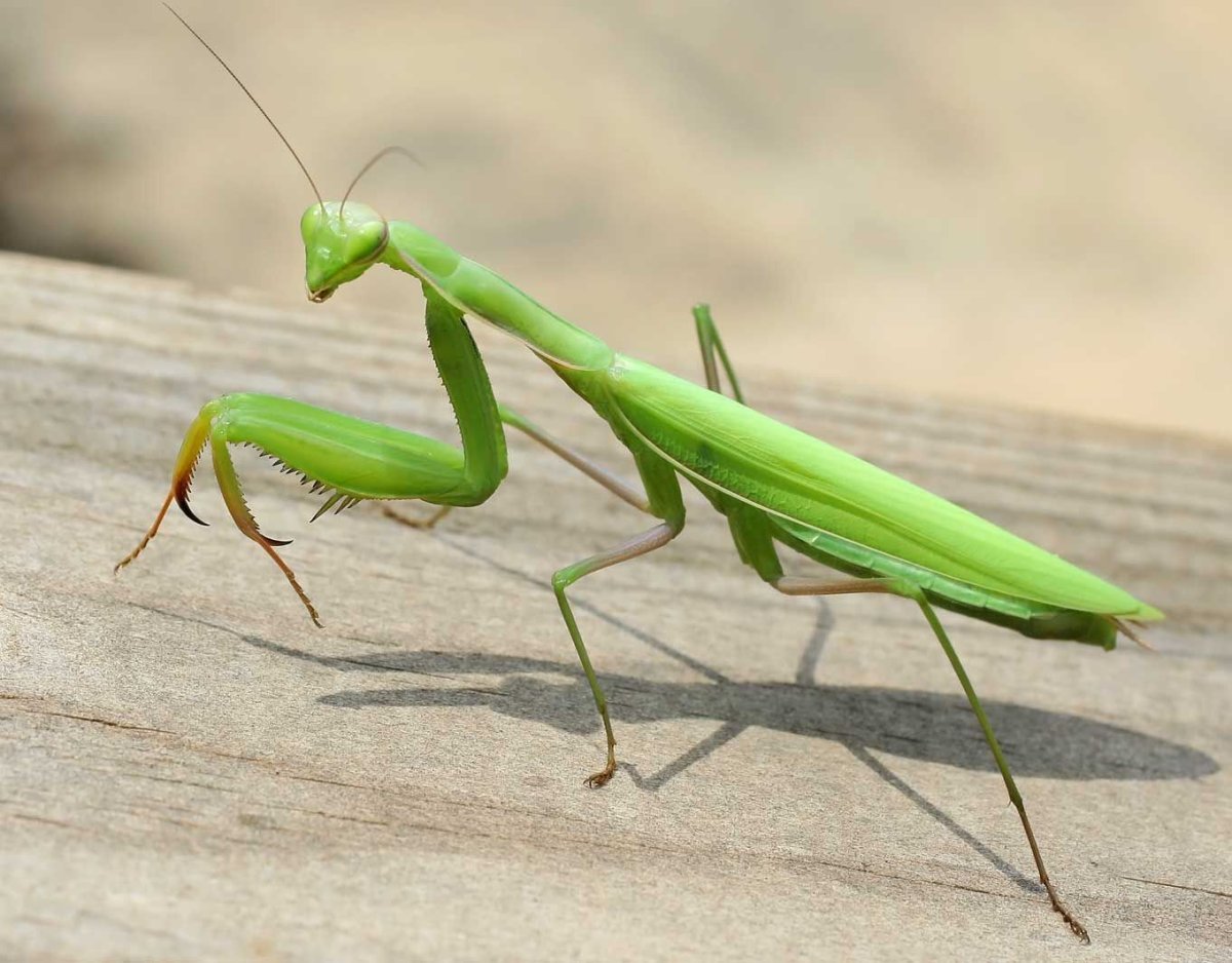 Богомол Mantis