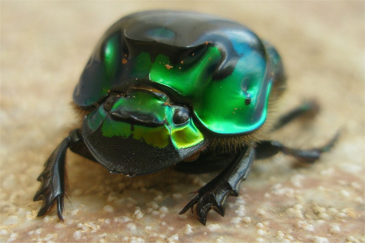 Green Beetle