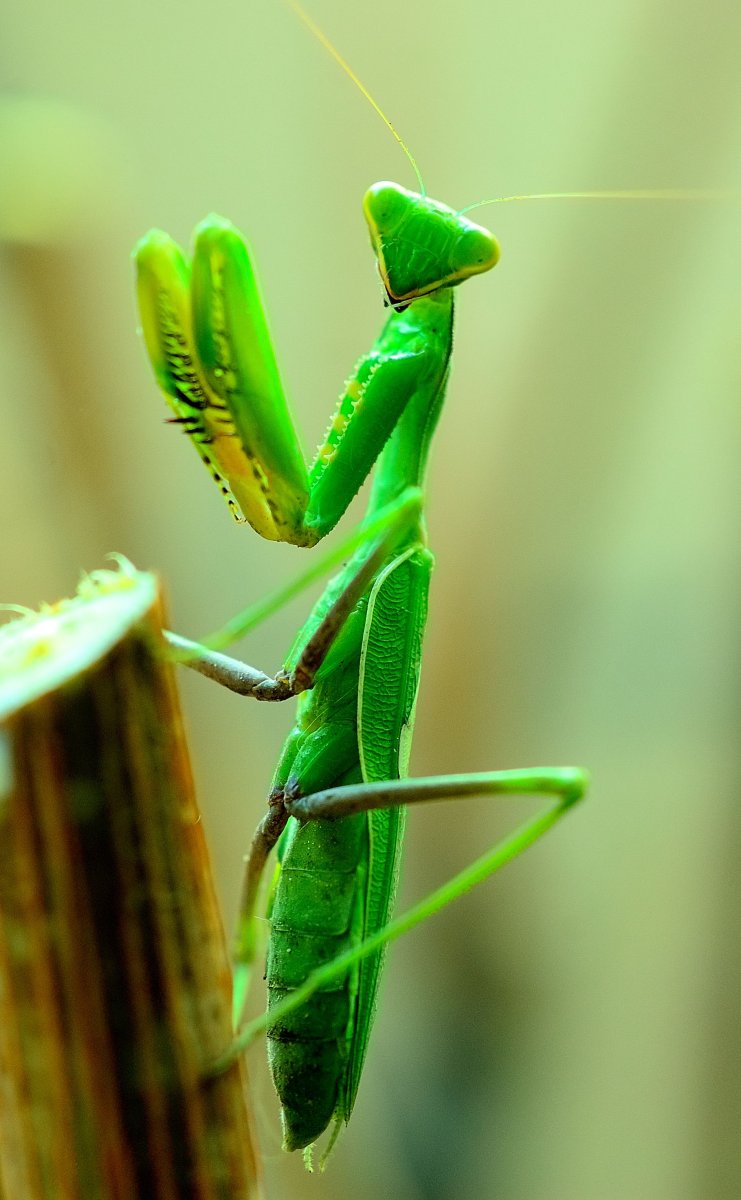 Насекомые зеленого цвета