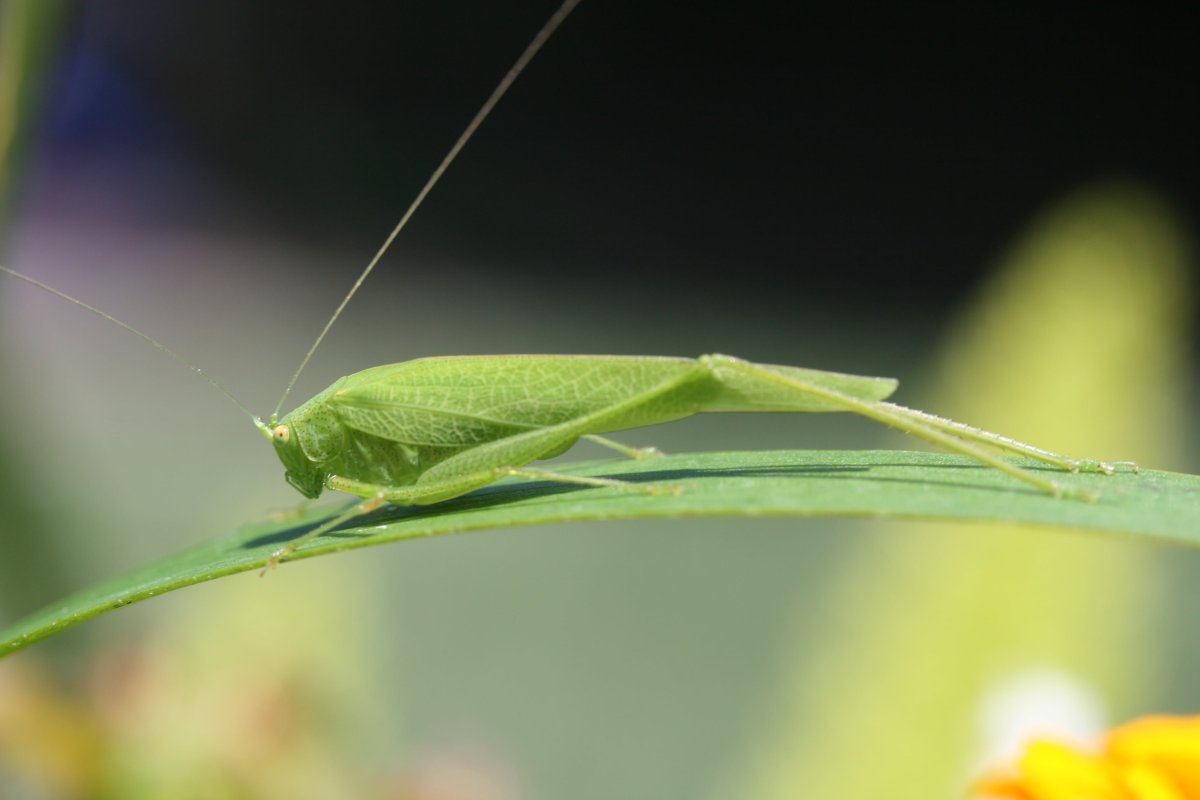 Katydid насекомое