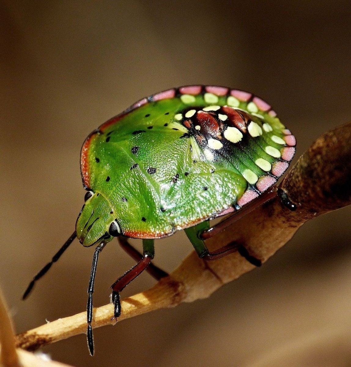 Богомол Creobroter meleagris
