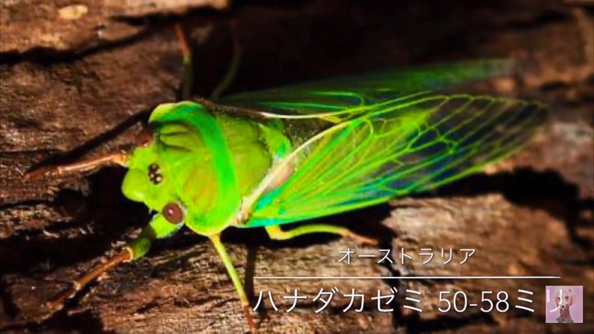 Степная цикада