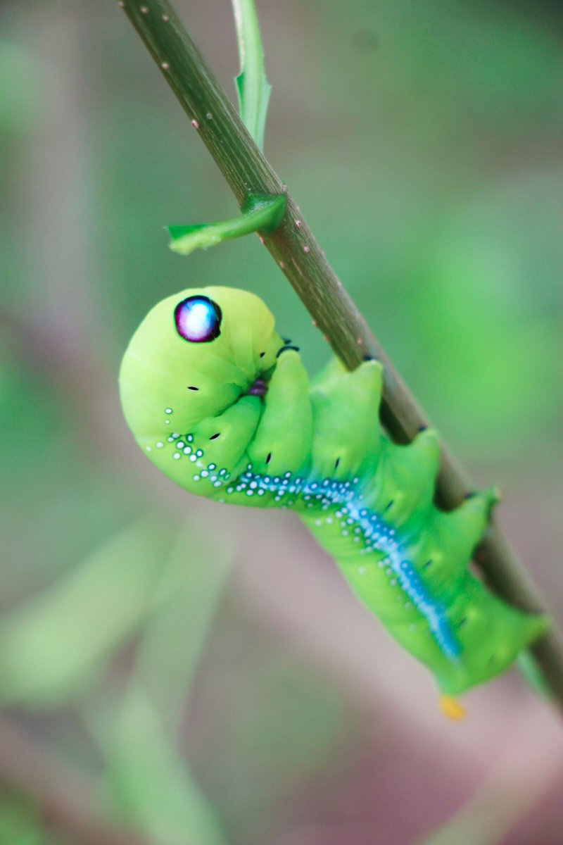 Маленькая гусеница