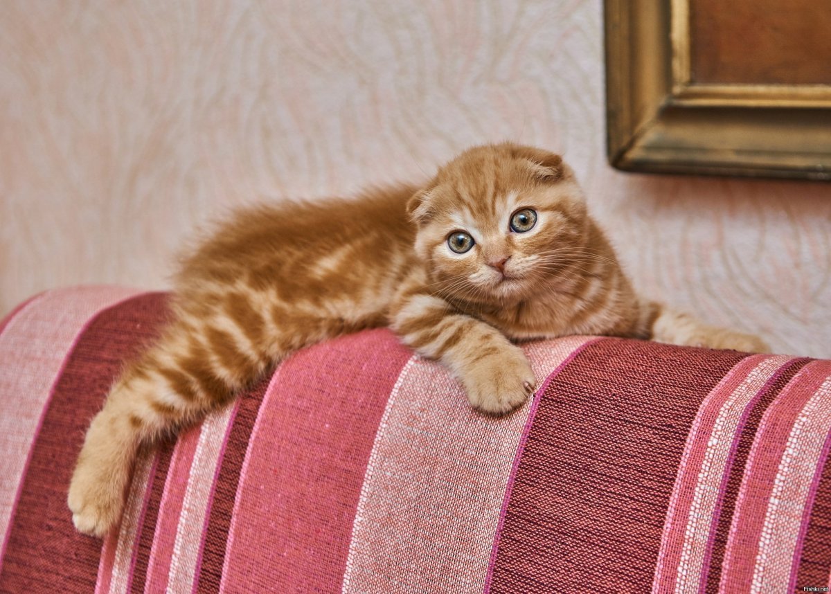 Кот круассан