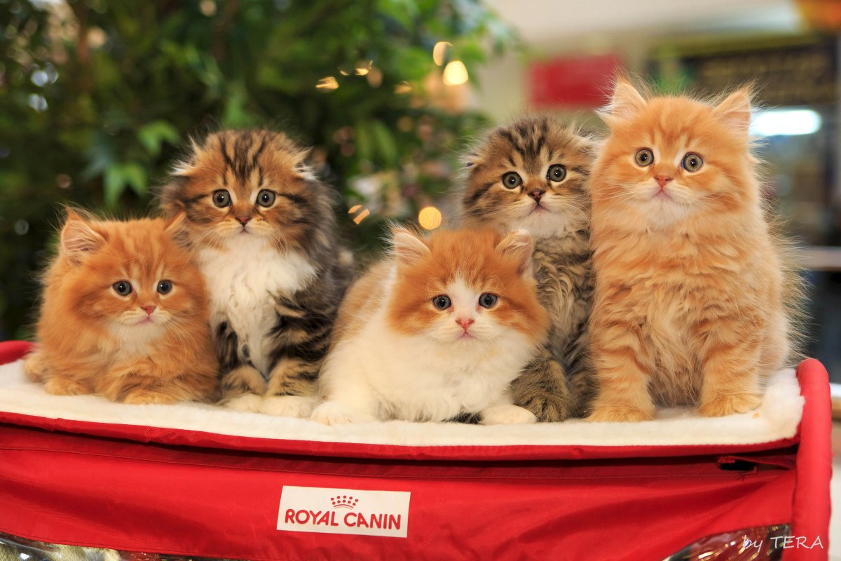 Скоттиш фолд рыжий котенок