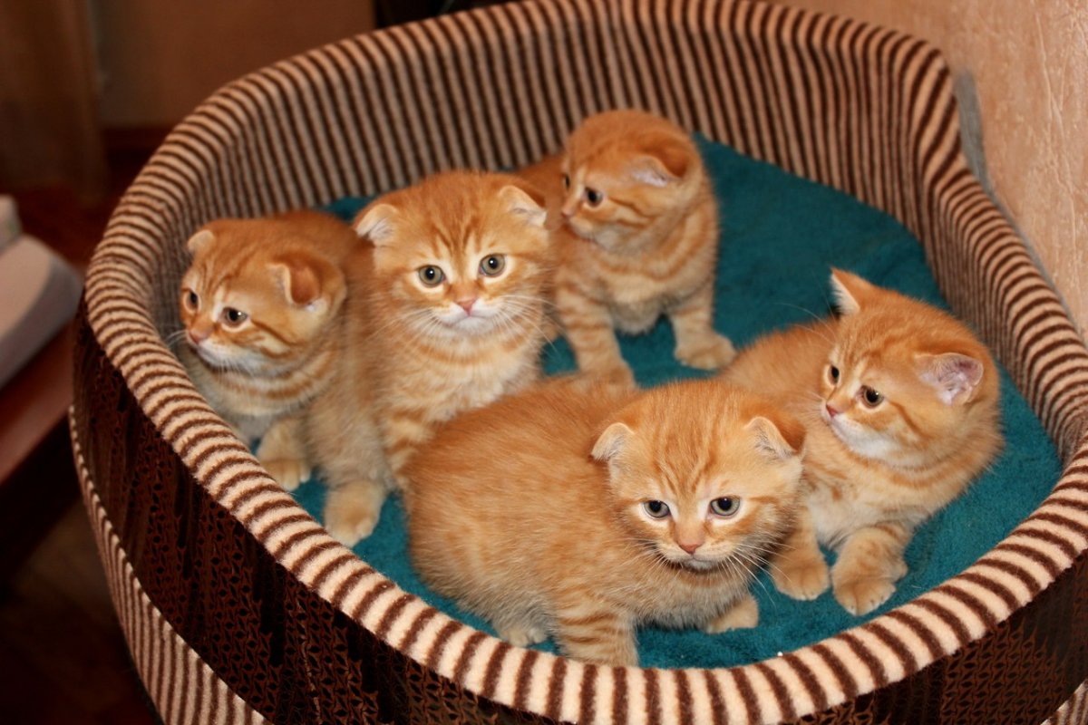 Скоттиш фолд рыжий котенок