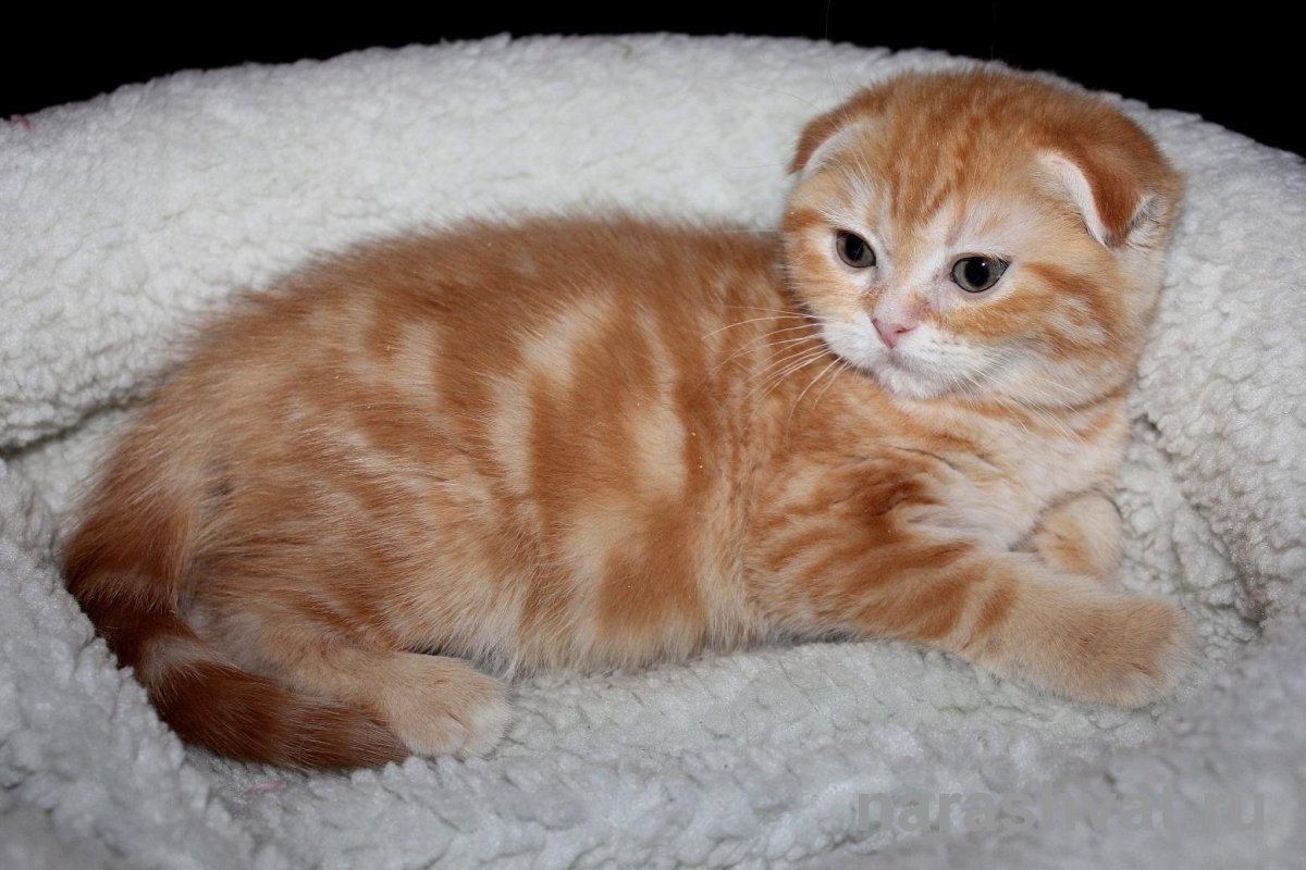 Шотландская вислоухая кошка