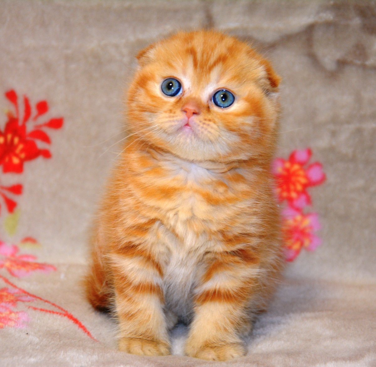 Шотландский вислоухий бежевый с рыжим голубые глаза