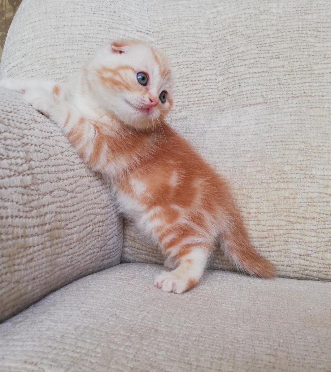 Шотландская вислоухая кошка рыжая