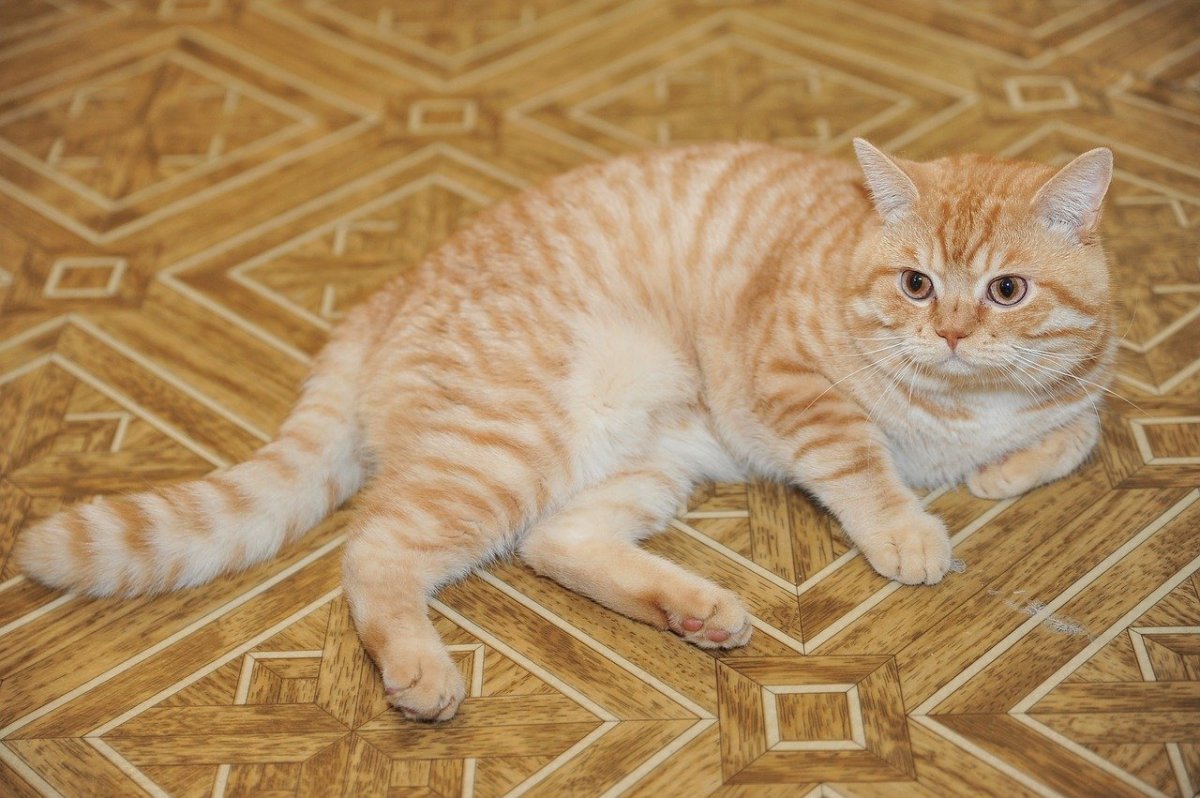 Шотландская вислоухая рыжая