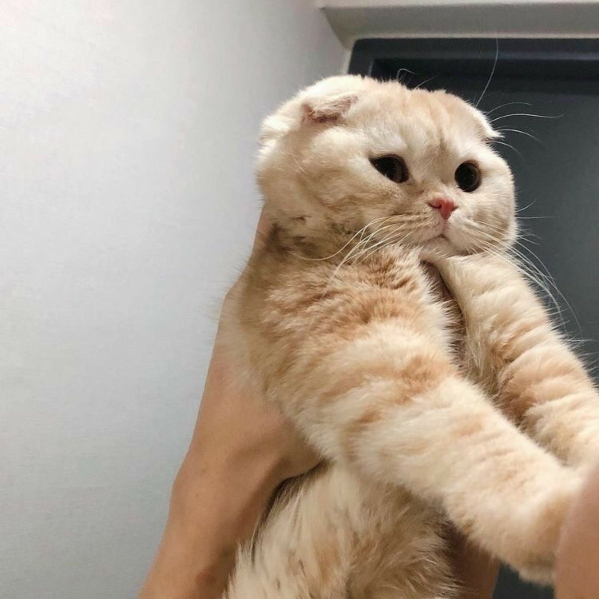 Скоттиш фолд бело рыжий