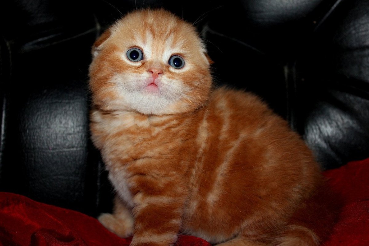 Британская Золотая затушеванная шиншилла