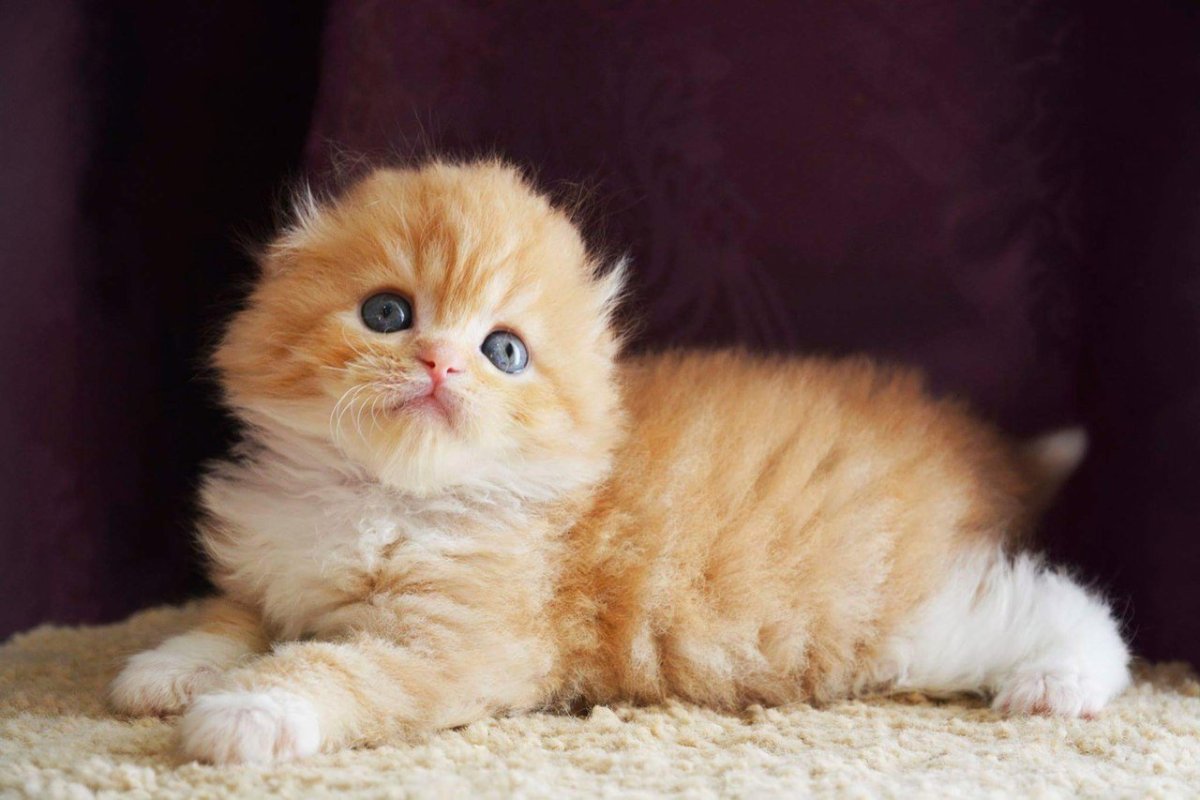 Золотая шиншилла