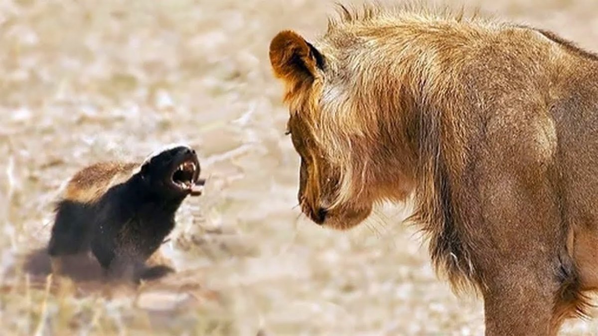 Медоед животное против Львов