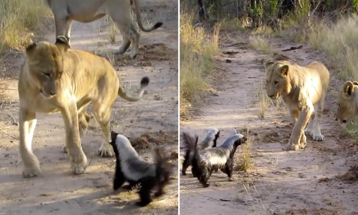 Медоед животное против Львов