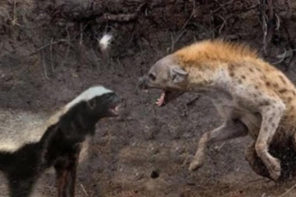 Тигр против медведя Смертельная схватка