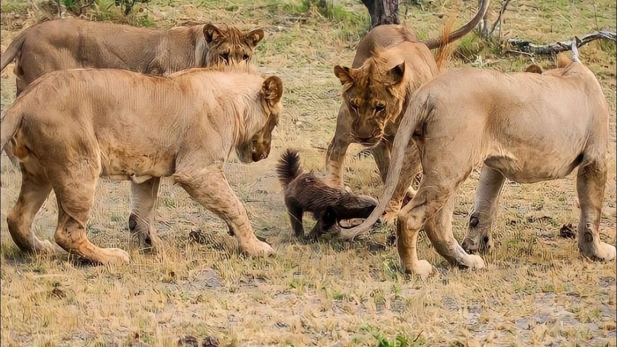 Медовый барсук против Львов