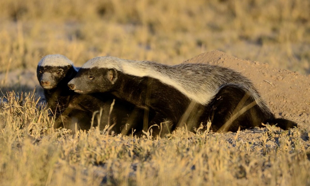 Барсук медоед