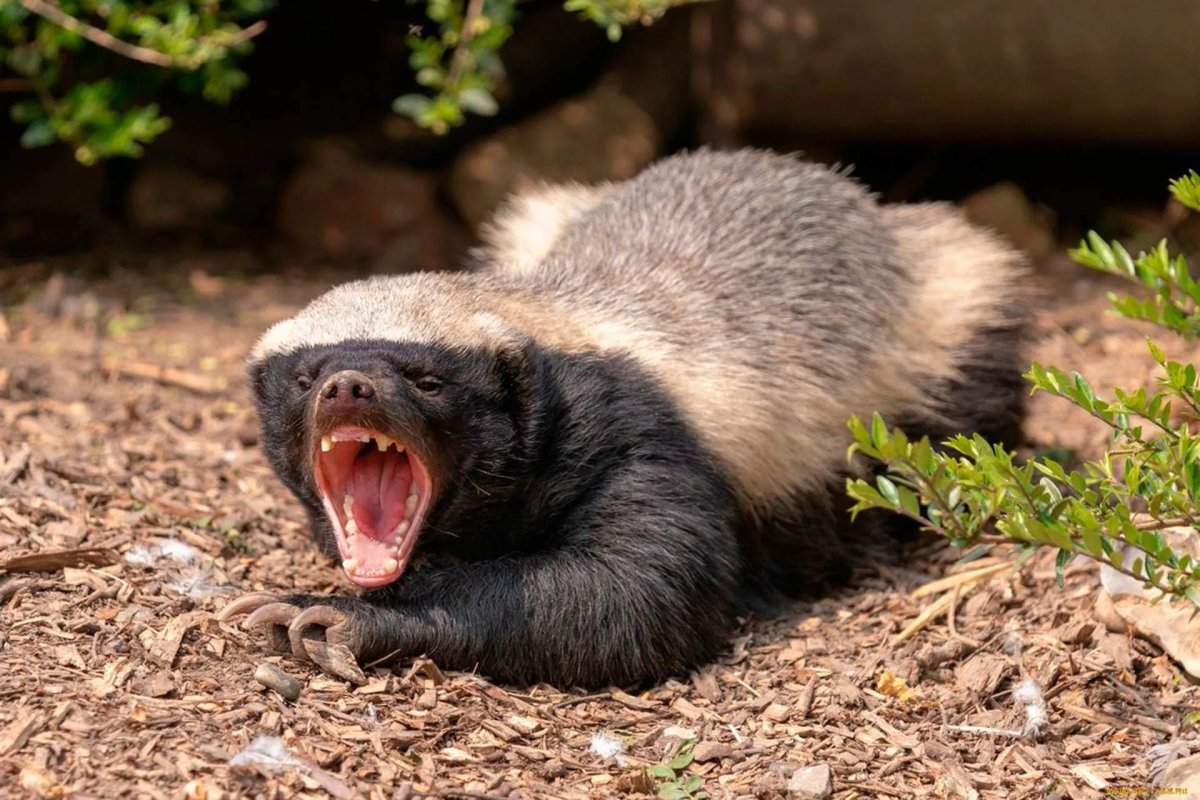 Енот медоед