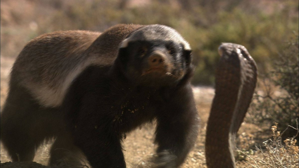 Медоед борец