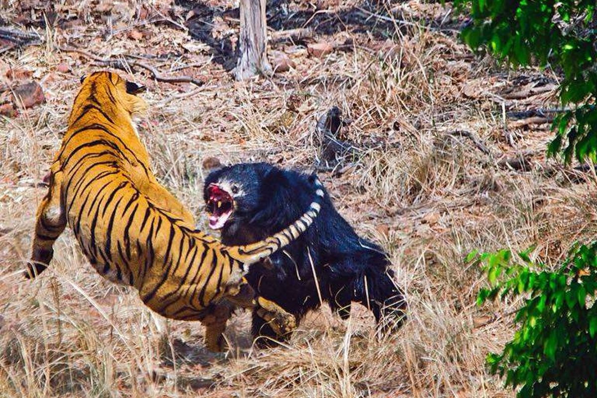 Хищники в пустыне