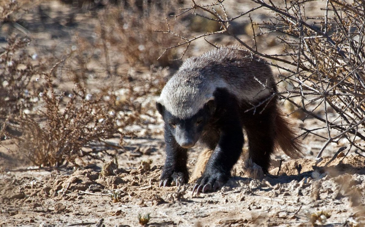 Медоед на рабочий стол