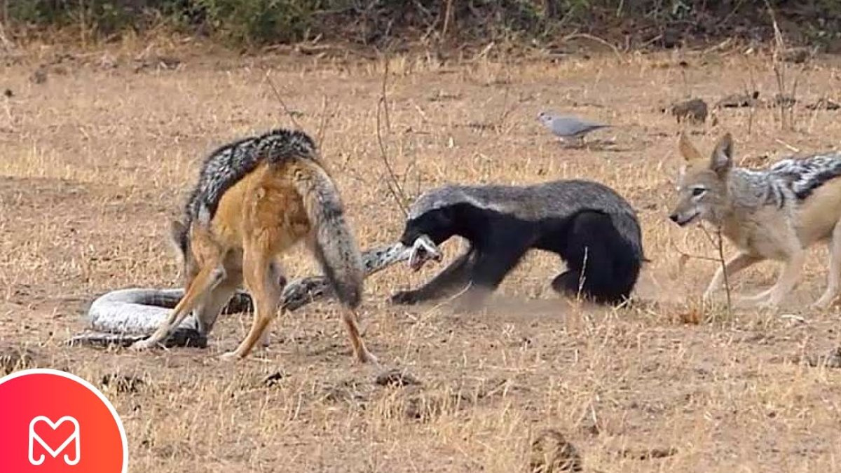 Барсук медоед против кобры