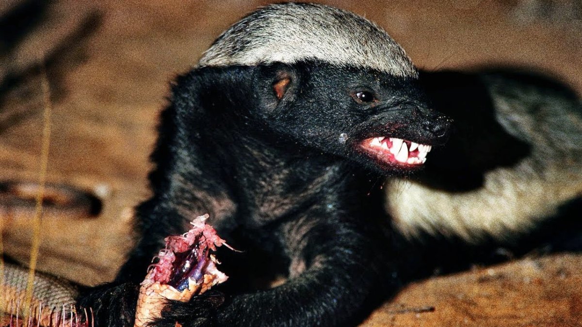 Барсук медоед против Льва