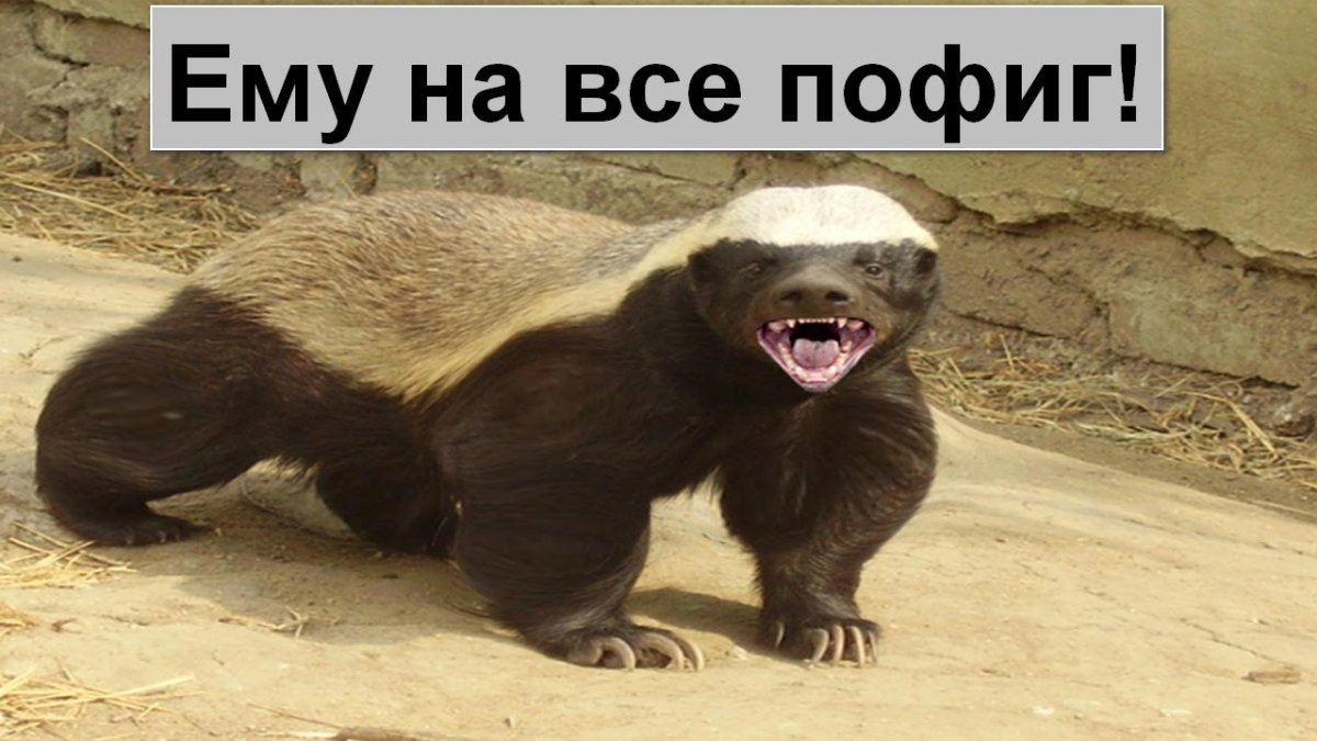 Медоед животное скорость