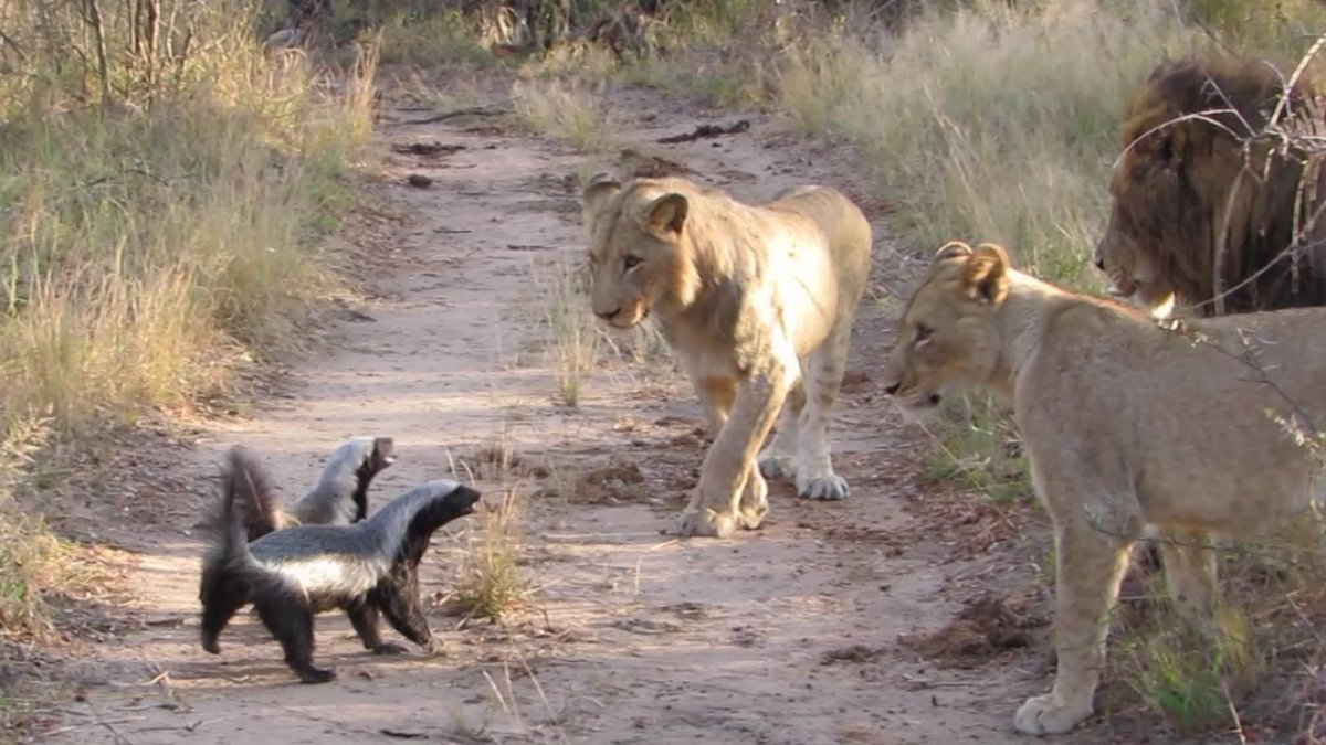 Барсук медоед против Льва