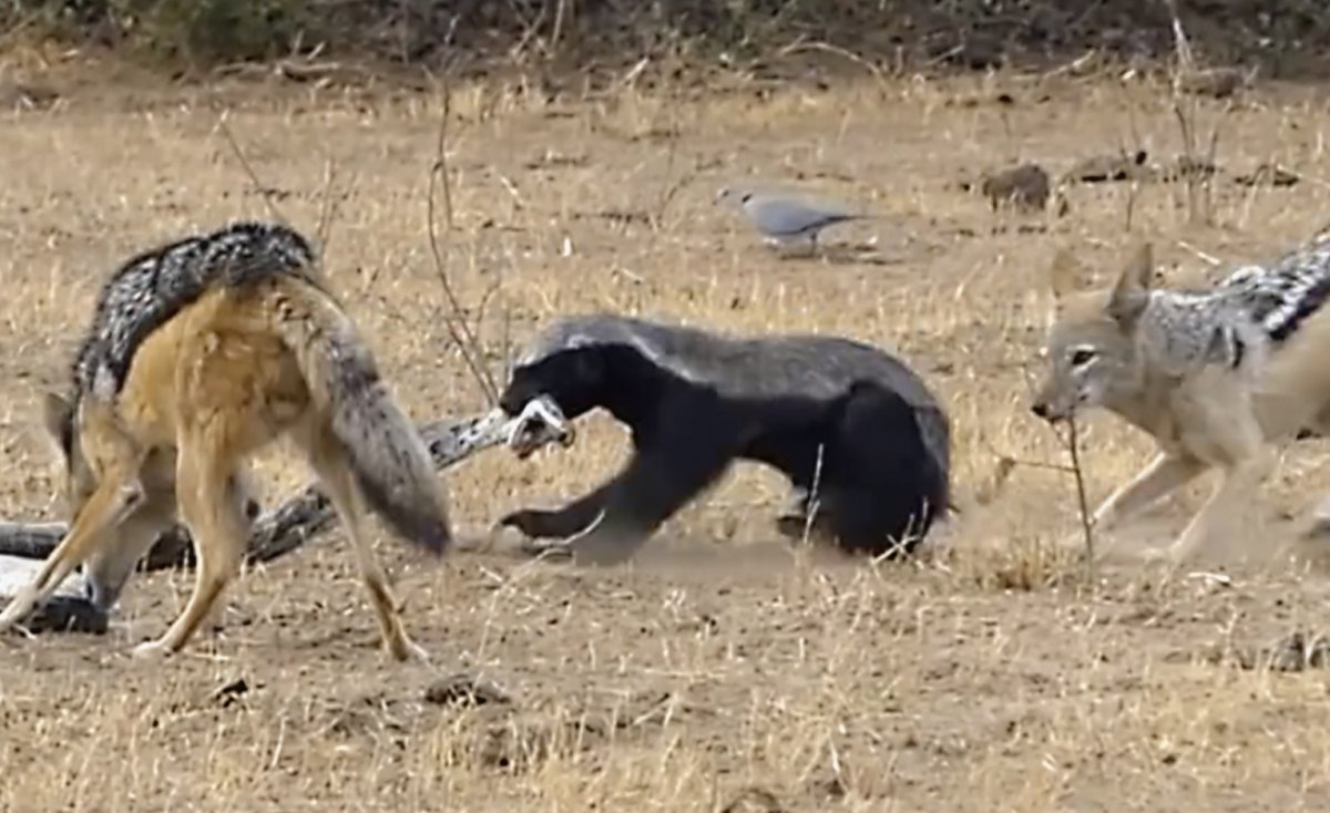 Медоед дерется со львом