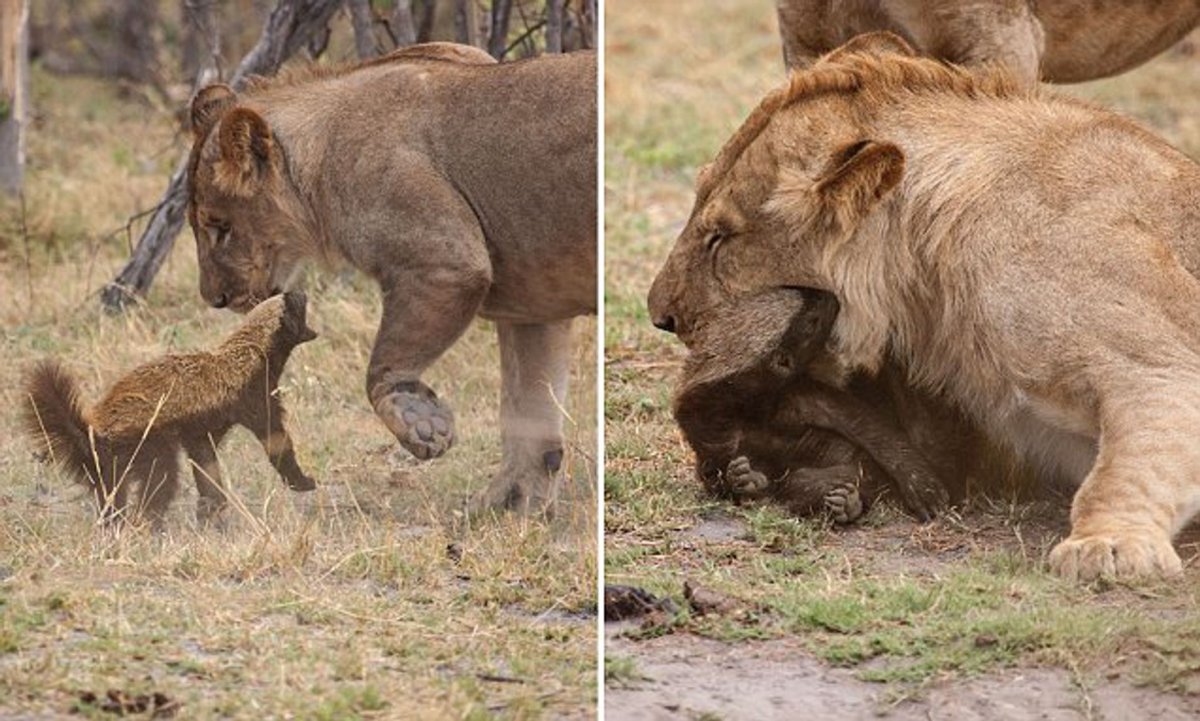 Туркменский медоед