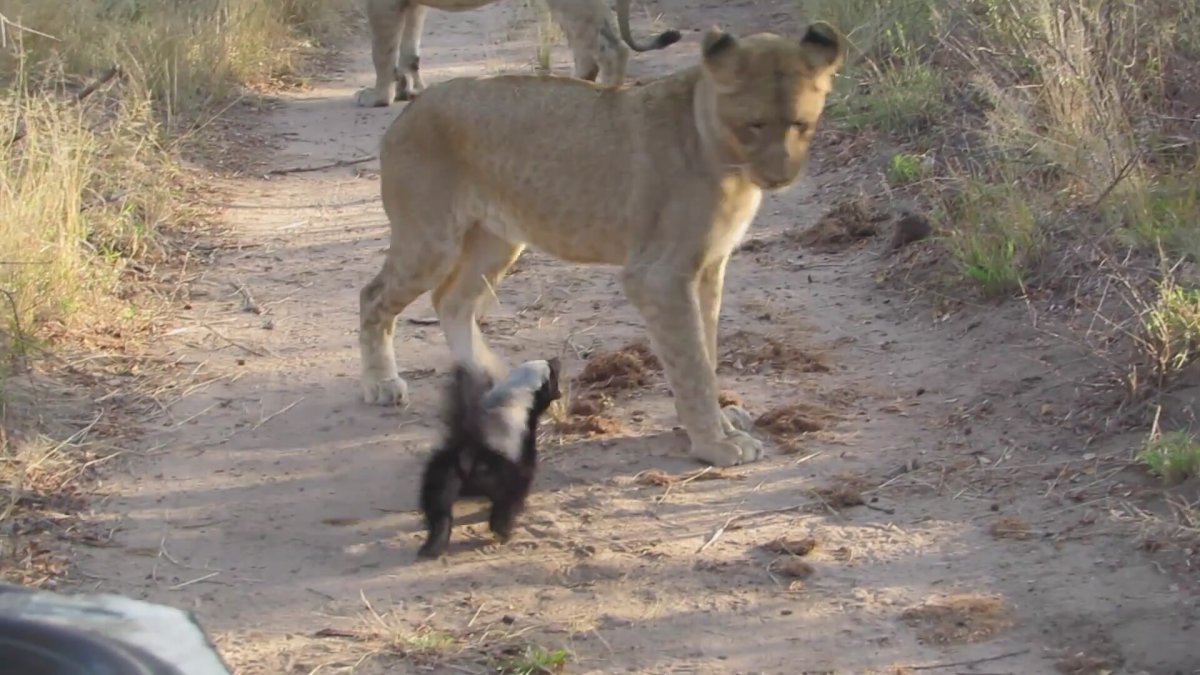 Выдра и медоед