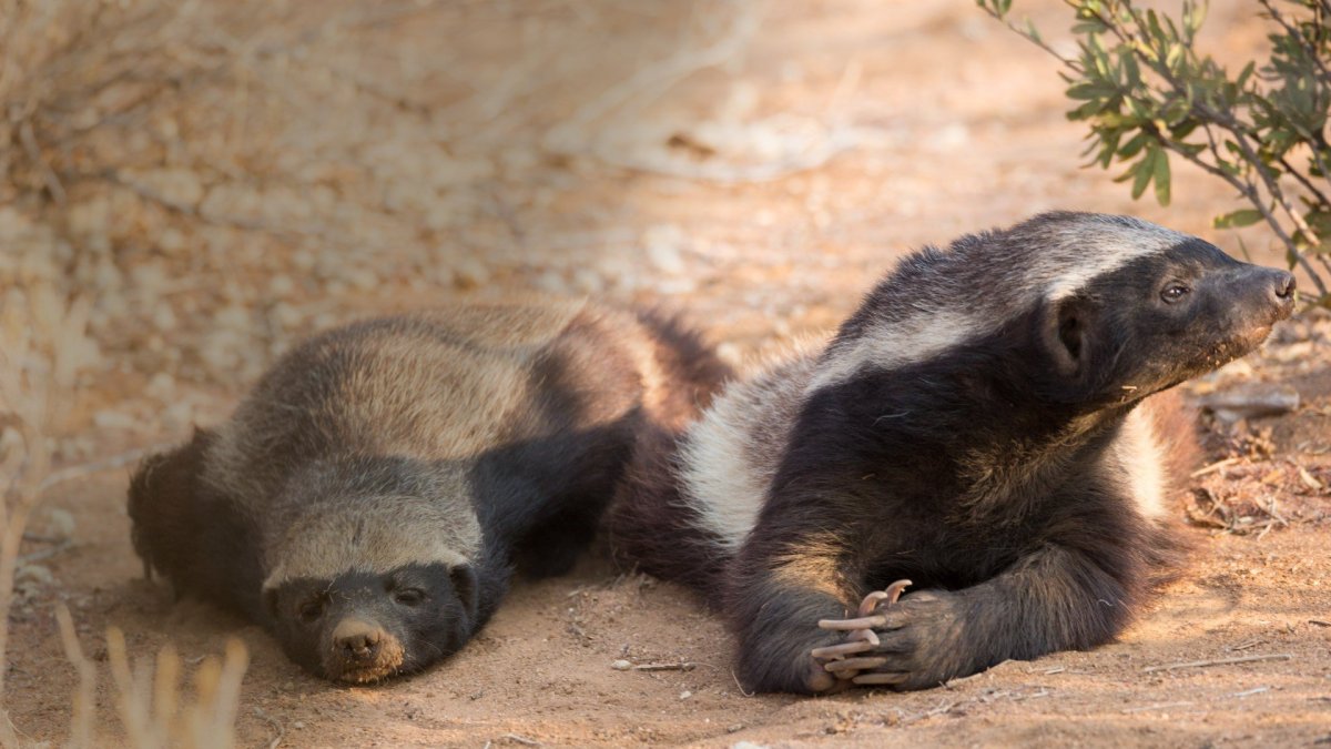 Медоед и Росомаха