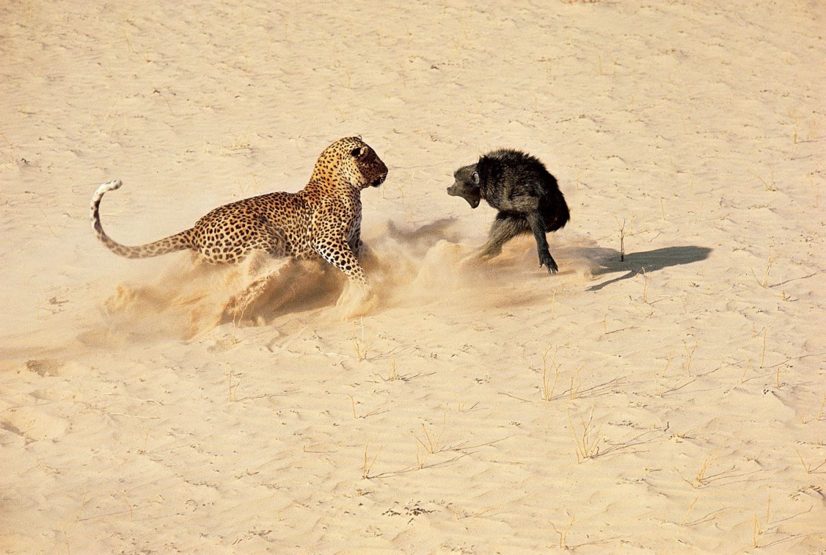 Медведь Гризли против Льва